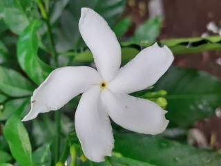 Fototapeta na wymiar star shaped white flower