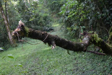 Kakamega Rain forest western Kenya