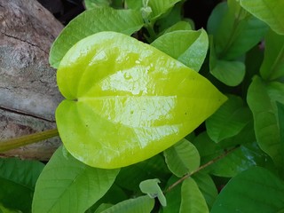 Love shaped leaf living in tropical countries