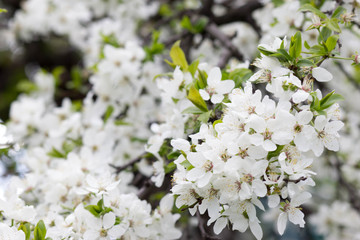 cherry blossoms, beautiful white flowers on spring trees
