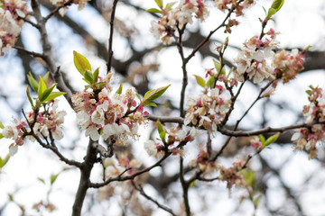 flowering apricot, beautiful white flowers on tree branches against the sky