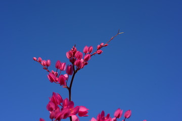 flower blooming.Beautiful flowers in the garden Blooming in the summer.Landscaped Formal Garden.