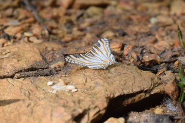 Kakamega Rain forest Western Kenya