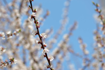 flowering apricot, beautiful white flowers on tree branches against the sky