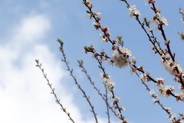 flowering apricot, beautiful white flowers on tree branches against the sky