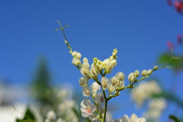 flower blooming.Beautiful flowers in the garden Blooming in the summer.Landscaped Formal Garden.