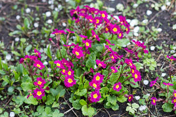 beautiful pink flowers on the lawn