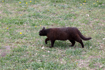 black cat walks on grass