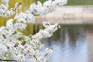 cherry blossoms, beautiful white flowers on spring trees