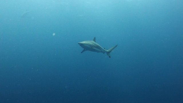 Wildlife underwater - Spinner shark swimming alone - Scuba diving in Madives