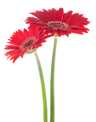 Two red gerberas isolated on a white background. Flowers in water drops.