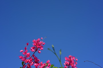 Colorful flowers and morning sunshine	