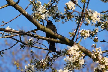 Amsel sitzt im blühenden Kirschbaum