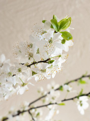 Fototapeta na wymiar apple blossom flower spring blooming tree white home