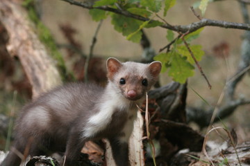 European pine marten (Martes martes) playing and posing on camera