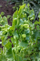 Garlic plant vegetable garden. Garlic messidor.