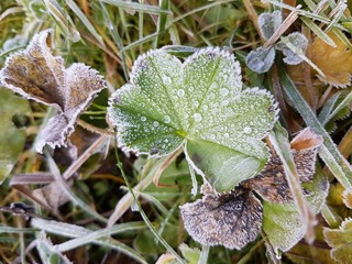 Frosty leaf