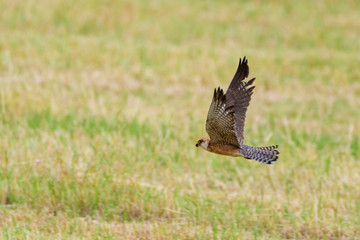 A red footed falcon (Falco vespertinus)