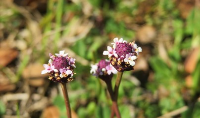 Phyla nodiflora flowers in Florida wild, closeup 