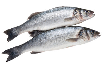 Fototapeta premium two silverfish seabass, on a white background, raw fresh fish