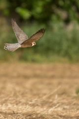 A red footed falcon (Falco vespertinus)