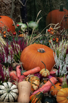 Halloween stock photo with pumpkins