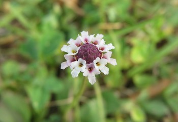 Phyla nodiflora flower on natural green background in Florida nature, closeup