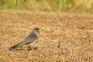 A red footed falcon (Falco vespertinus)