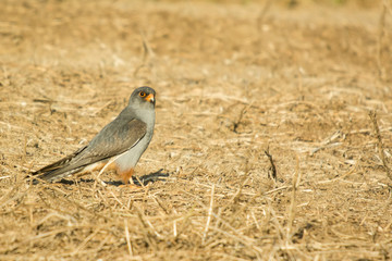 A red footed falcon (Falco vespertinus)