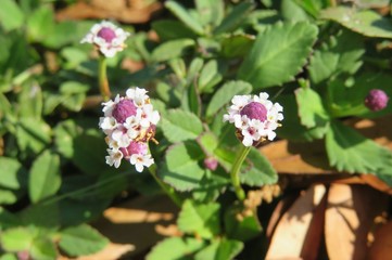 Phyla nodiflora flowers on grass in Florida wild, closeup