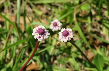 Phyla nodiflora flowers on grass in Florida nature, closeup