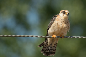 A red footed falcon (Falco vespertinus)