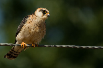 A red footed falcon (Falco vespertinus)