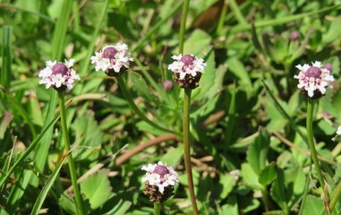 Spring phyla flowers in Florida nature 