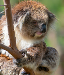 Koala bear in tree.