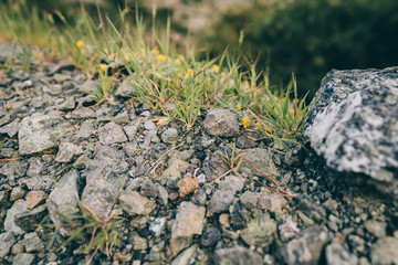 green grass and stones in the mountains in spring
