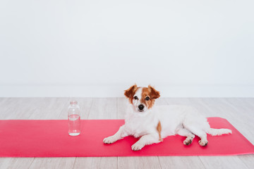 cute small jack russell dog lying on a yoga mat at home. Bottle of water besides. Healthy lifestyle indoors - Powered by Adobe