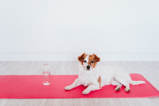 cute small jack russell dog lying on a yoga mat at home. Bottle of water besides. Healthy lifestyle indoors