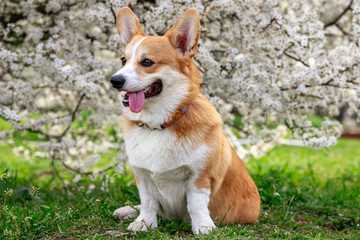 Portrait of a happy corgi on a background of a blossoming tree