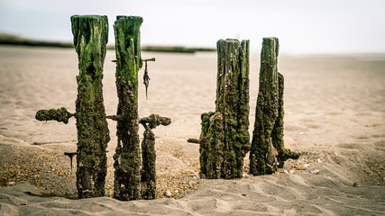 Old pilings in a tidal flat
