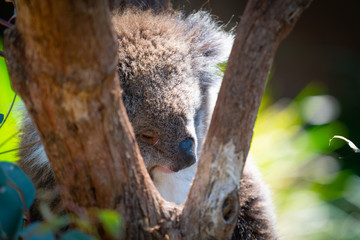 Cuddly koala up tree