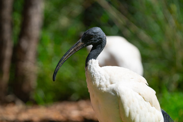 White ibis in Australia.