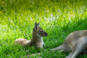 Young kangaroo or joey sitting grass