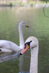 Ducks floating on the lake.