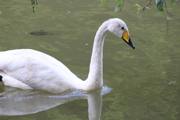 Ducks floating on the lake.