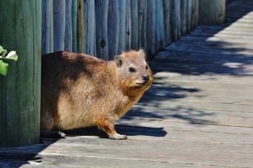 Sneaky Rock Hyrax, aka 