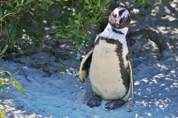 Naklejka premium Portrait of a sneaky Penguin at Boulders Beach