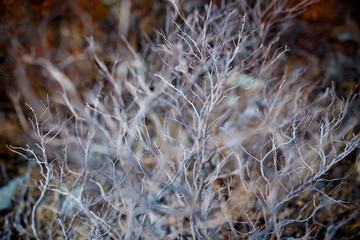 Horizontal view. Image of a dry branch tree, macro texture of a grey dry bush.