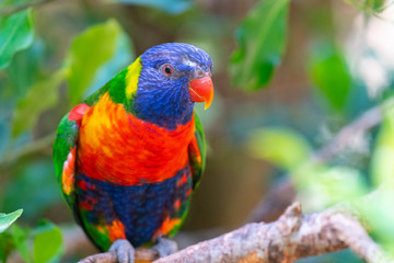 Rainbow lorikeet on branch