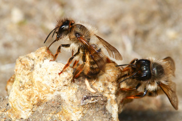 Two spring mining bees Colletes cuniculariuson the sandy soil